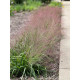 Полевичка видная Purple Love Grass С1