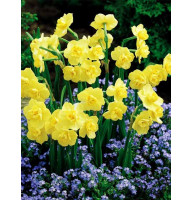 Нарцисс Yellow Cheerfulness