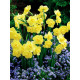 Нарцис Yellow Cheerfulness