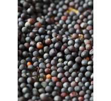 Ріпак (Рапс) озимий 1 кг