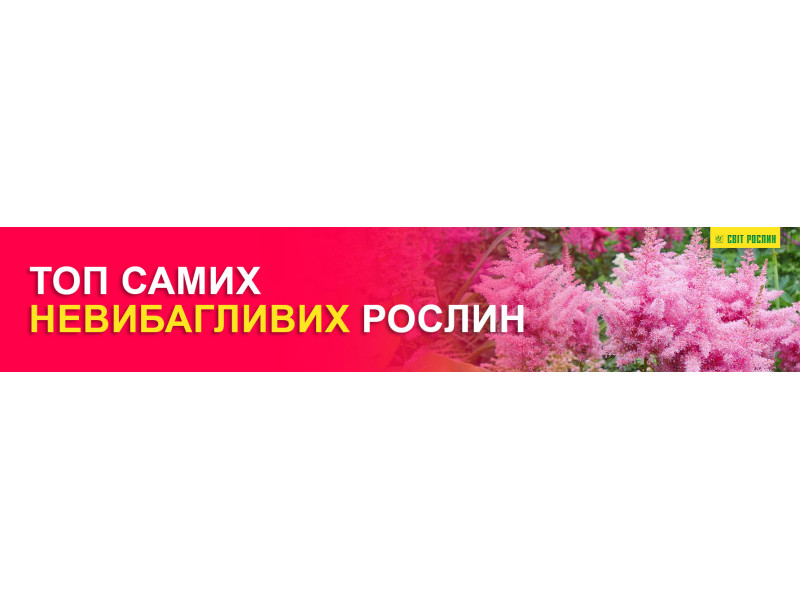 ТОП самых неприхотливых растений