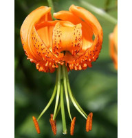 Лилия Speciosum Henryi (Специозум Генри) 16/18 (1 шт)