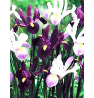 Ирис Purple Lavender микс