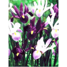 Ирис Purple Lavender микс