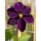 Клематиc Віола (Viola)