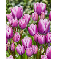 Тюльпан багатоквітковий Purple Elegance 11/12
