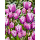 Тюльпан многоцветковый Purple Elegance 11/12