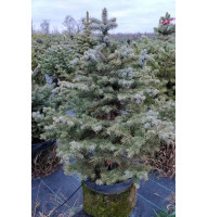 Ялинка Glauca С18 Блакитна