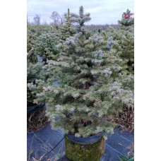 Ель Колючая Glauca С18 Голубая