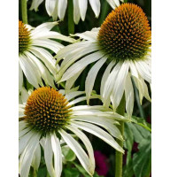 Эхинацея Purpurea White (Пурпурная Белый) (1 шт)