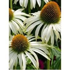 Эхинацея Purpurea White (Пурпурная Белый) (1 шт)