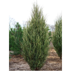 Можжевельник скальный Silver Star С5