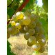 Виноград Совиньон зеленый винный