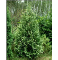 Туя західна Смарагд Варієгата (Smaragd Variegata) С7,5