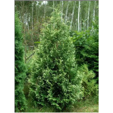 Туя западная Смарагд Вариегата (Smaragd Variegata) С7,5