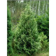 Туя западная Смарагд Вариегата (Smaragd Variegata) С7,5