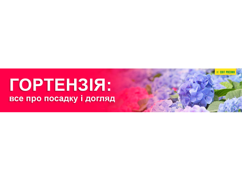 Гортензия: все о посадке и уходе