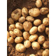 Семенной картофель Электра 2 репродукция фракция 40-60 1 кг