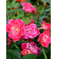 Роза Фуксия Мейландекор (Fuchsia Meillandecor) Почвопокровная