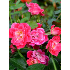 Роза Фуксия Мейландекор (Fuchsia Meillandecor) Почвопокровная