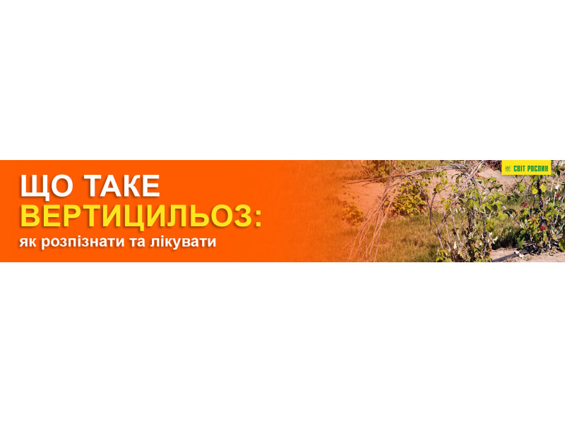 Що таке вертицильоз: як розпізнати та лікувати
