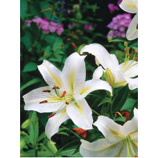 Лілія Speciosum Album тигрова