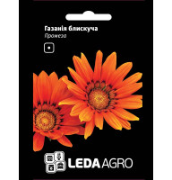 Насіння Газанія блискуча Промеза 5 шт LedaAgro
