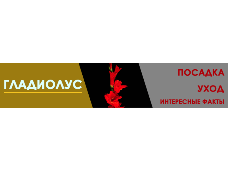 Всё о гладиолусах: посадка, уход, полезные советы