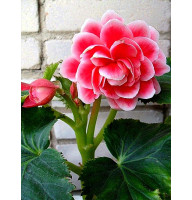 Бегония Camelia 4\5 (1 шт)