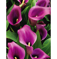 Калла Purple Sensation 12/14 (1 шт)