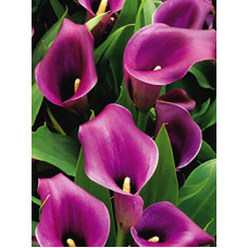 Калла Purple Sensation 12/14 (1 шт)