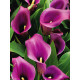Калла Purple Sensation 12/14 (1 шт)