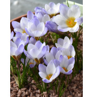 Крокус ботанический Blue Pearl