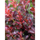 Барбарис Тунберга Atropurpurea C3