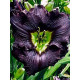 Лилейник Longfields Black Magic