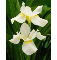 Ирис Многолетний Iris sibirica White Swirl