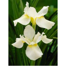 Ирис Многолетний Iris sibirica White Swirl