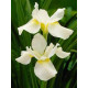 Ірис Багаторічний Iris sibirica White Swirl