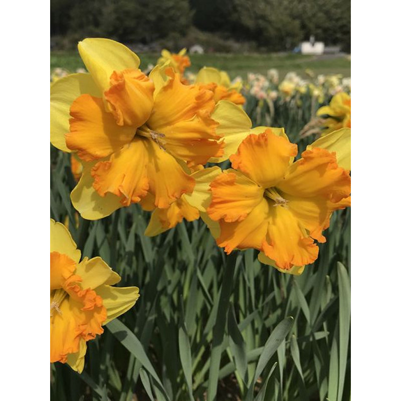 Нарцис спліт корона Congress 12/14