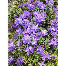 Рододендрон Арктик Блю (Arctic Blue) С3