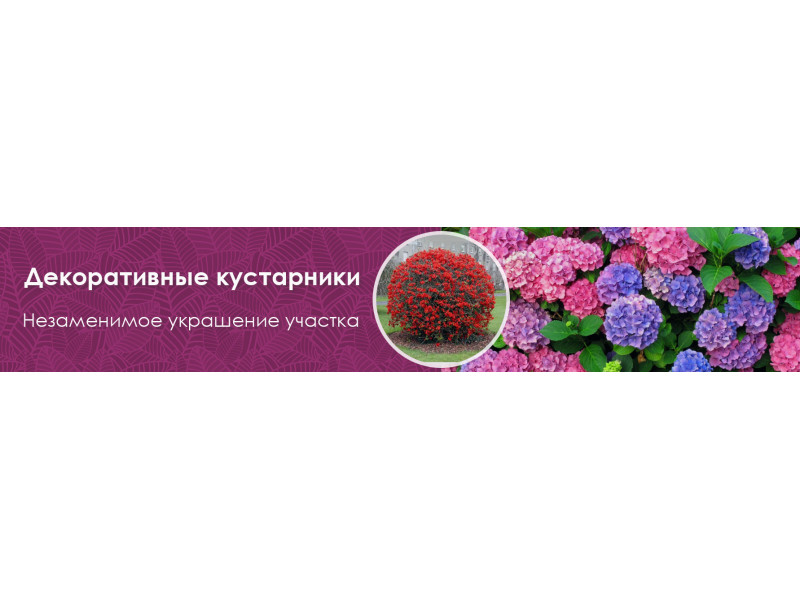 Декоративні чагарники незамінна - прикраса ділянки