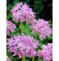 Аллиум Unifolium