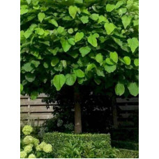 Катальпа звичайна бігнонієвідна (Catalpa bignonioides) С3