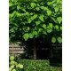 Катальпа обычная бигнониевидная (Catalpa bignonioides) С3