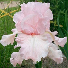 Ирис Pink Tafferty