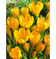Крокус крупноцветковый Yellow