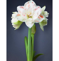 Гиппеаструм (Амариллис) Nymph (Нимф) 26/28 (1 шт)