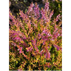 Вереск Calluna vulgaris Bonita салатово-розовый Р12