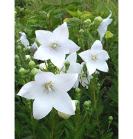 Платикодон White (Уайт) (1 шт)