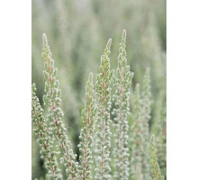 Вереск Calluna vulgaris Zilly Р12